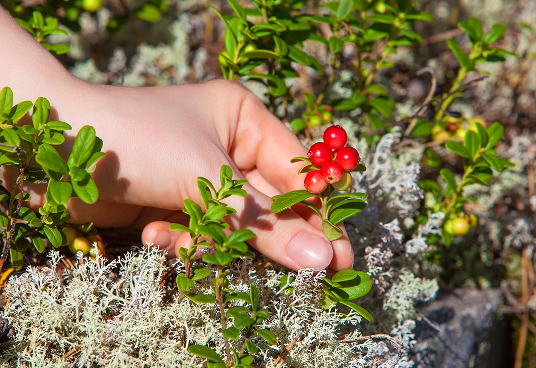 µç×ÓÌåÎÂ¼Æ µç×ÓÌåμÆ