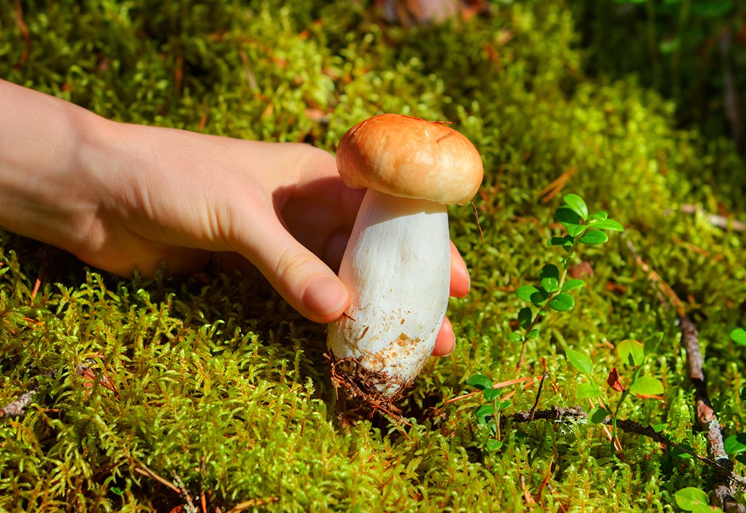 µç×ÓÌåÎÂ¼Æ µç×ÓÌåμÆ